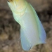 jawfish_yellowhead_dw_wc_v_0162_tci0508.jpg